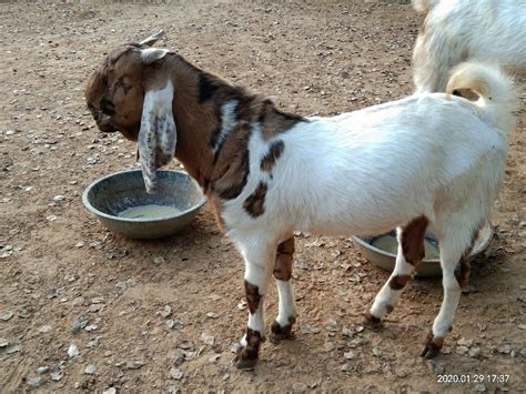 Months White Totapuri Male Goats Meat Kurbani Special At Rs