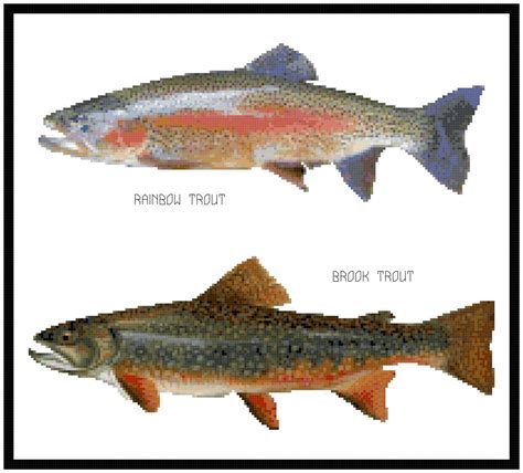 Rainbow And Brook Trout Pattern Chart Graph