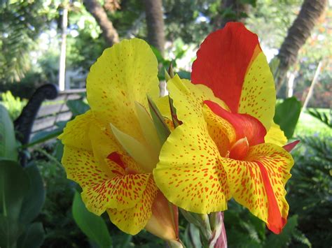 Canna | World Of Flowers