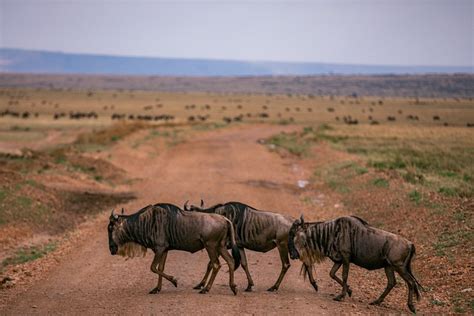 Wildebeest Migration Animal Safari - Free photo on Pixabay - Pixabay