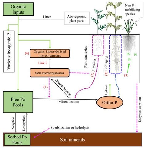 Microbiome And Root Traits In Organic Phosphorus Mobilization