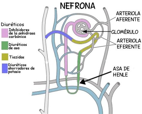 Nefrona características partes funciones tipos e histología