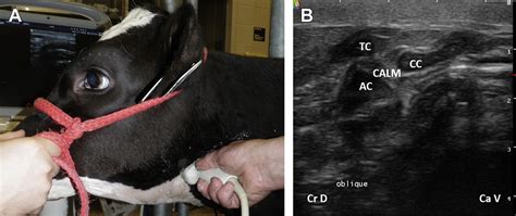 Ultrasonography Of The Tympanic Bullae And Larynx In Cattle