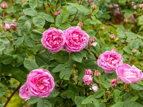 Complete Rose Care Guide Blue Diamond