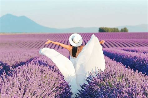 Ruchen Travel Girl Sur Instagram The Better Time To Find Lavender