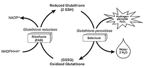 How Does Riboflavin Vitamin B2 Function In The Body Intelligent Labs