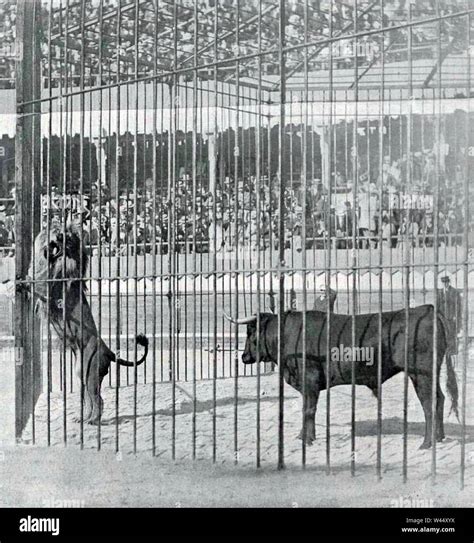 Combat d un lion et d un taureau aux arènes de Roubaix en juillet 1899