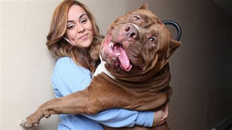 The Video Meet the world’s largest Pit Bull named Hulk, weighing 173 ...