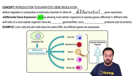 Map Of Eukaryotic Gene Regulation Pearson Channels