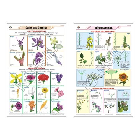 Multicolor Laminated Paper Botany Charts II Dicot Monocot Types Of