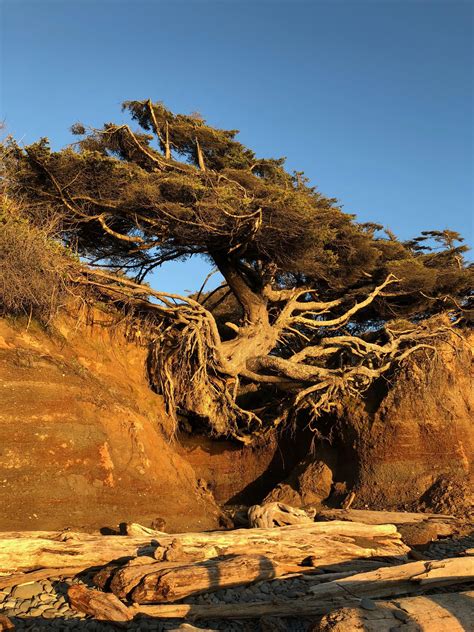 Incredible Tree In Olympic National Park