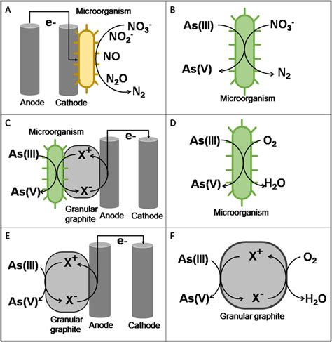 Schematic Illustration Of Possible Abiotic And Biotic Coexistence