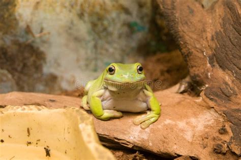 Australian green tree frog stock image. Image of tree - 21913489