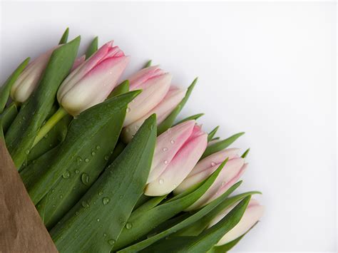 Greenwax — Ароматизатор для свечей Тюльпаны