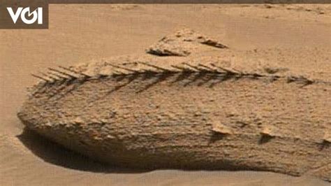 Penjelajah Curiosity Nasa Temukan Tulang Naga Di Mars