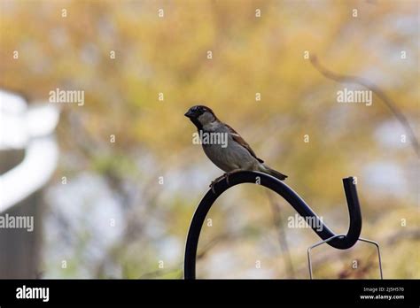 Moineau De L Ancien Monde Banque De Photographies Et Dimages Haute