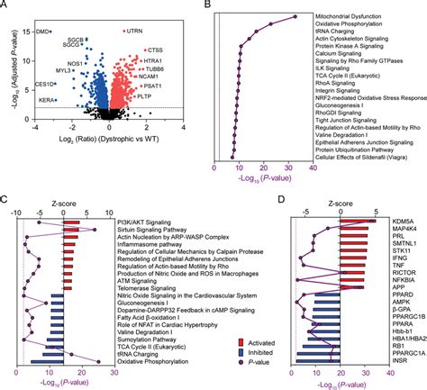 Differentially Expressed Proteins And Pathway Analysis In Dystrophic Download Scientific