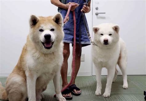 Helping Akita Dogs - The Legendary Faithful Breed of 'Hachiko' | JAPAN Forward