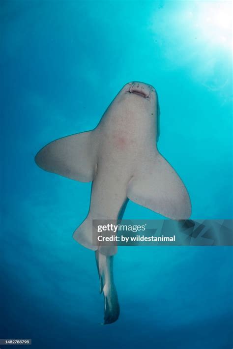 Leopard Shark Swimming Overhead Julian Rocks Nsw Australia High Res