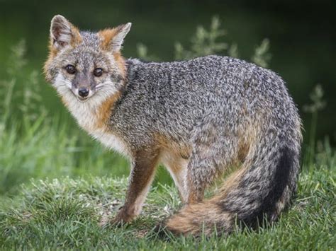 Gray Fox Hunting Trapping Okd By Delaware House