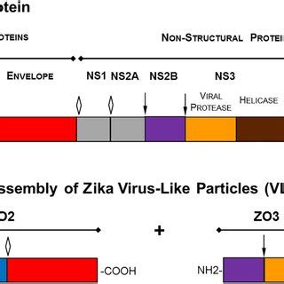 PDF Zika Virus Like Particle VLP Based Vaccine