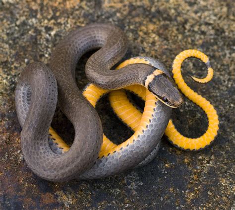 How To Draw A Ringneck Snake