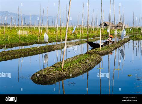 floating gardens  inle lake myanmar asia stock photo alamy