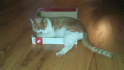 Large cat in small shoe box