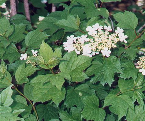 Viburnum opulus page