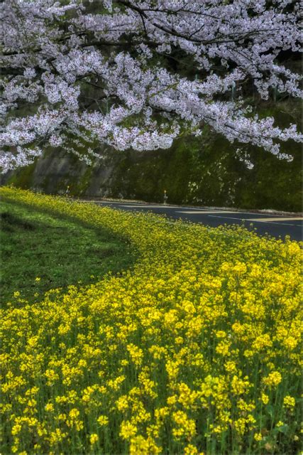 桜と菜の花の競演 By Ken Boo （id：12334635） 写真共有サイトphotohito