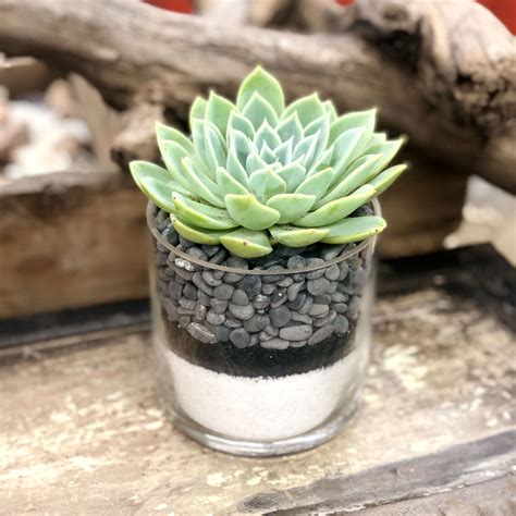 Succulent In A Cylinder Glass Vessel Nick Mix In Los Angeles Ca The Juicy Leaf