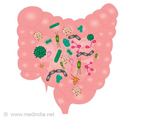 Small Bowel Overgrowth Test