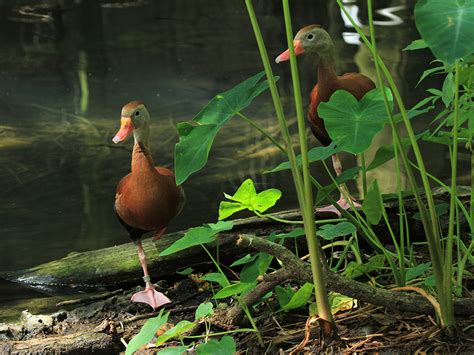 Black-bellied Whistling Duck | Alexandria Zoo