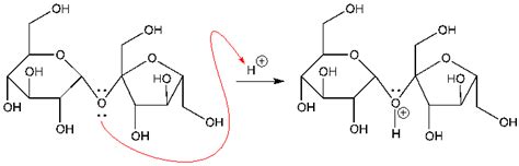 Sucrose Acid Hydrolysis