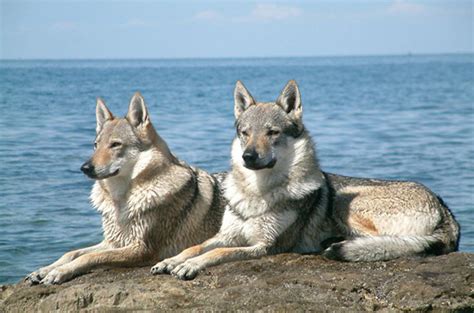 11 Best Wolf Dog Breeds Hubpages