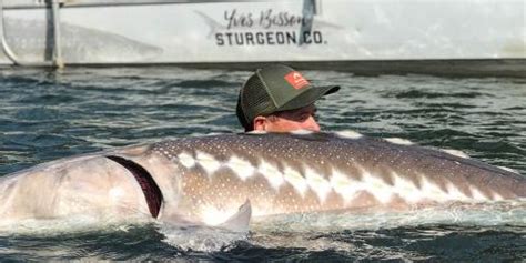 The Best Sturgeon Fishing Photos Fraser River White Sturgeon