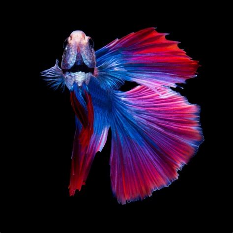 Premium Photo | Betta fish on black