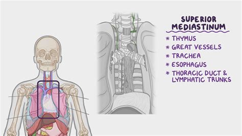 Anatomy of the superior mediastinum: Video & Anatomy | Osmosis