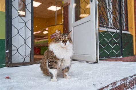 How To Keep Outdoor Cats Warm In Winter 10 Hints