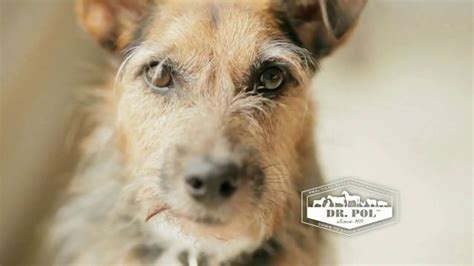 Dr. Pol Pet Foods TV Spot, 'The Dr. Pol Difference' - iSpot.tv