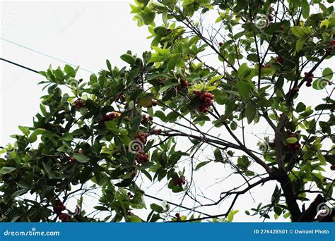 The Guava Tree Has Red Fruit Stock Image - Image of garden, blossom ...