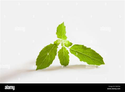 Single Tulsi Leaf