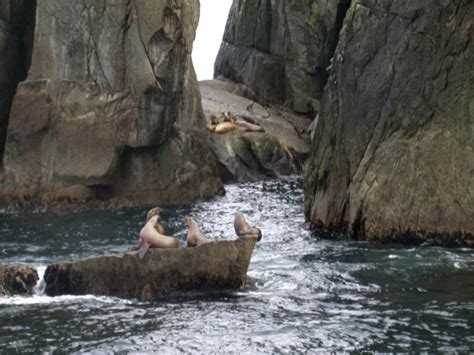 Islas y aves en el Golfo de Alaska - Estados Unidos - Ser Turista