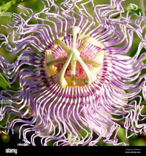 Passiflora ilustracion fotografías e imágenes de alta resolución Alamy