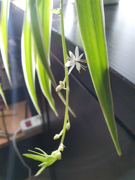 Spider Plant Flower