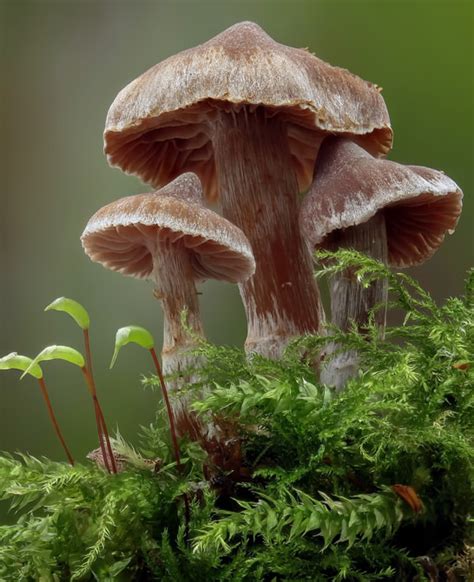 Plant Life: Basidioporic Fungi