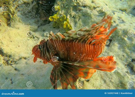 Red Lionfish Beautiful But Destructive Fish In The Red Sea Pterois Is