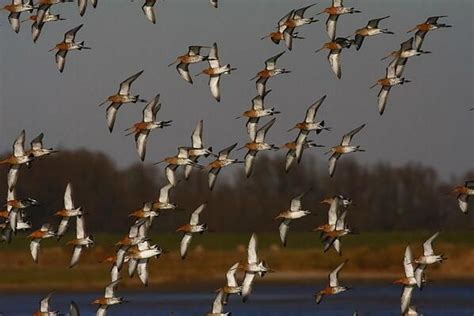 A Large Flock Of Birds Flying Over A Body Of Water With Trees In The