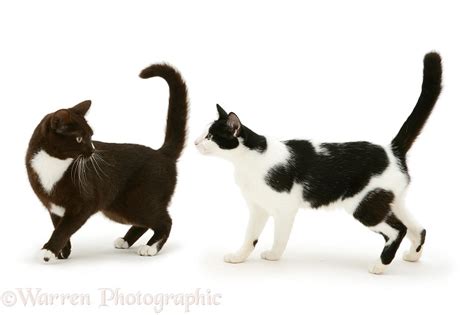 Two Black And White Cats Photo Wp