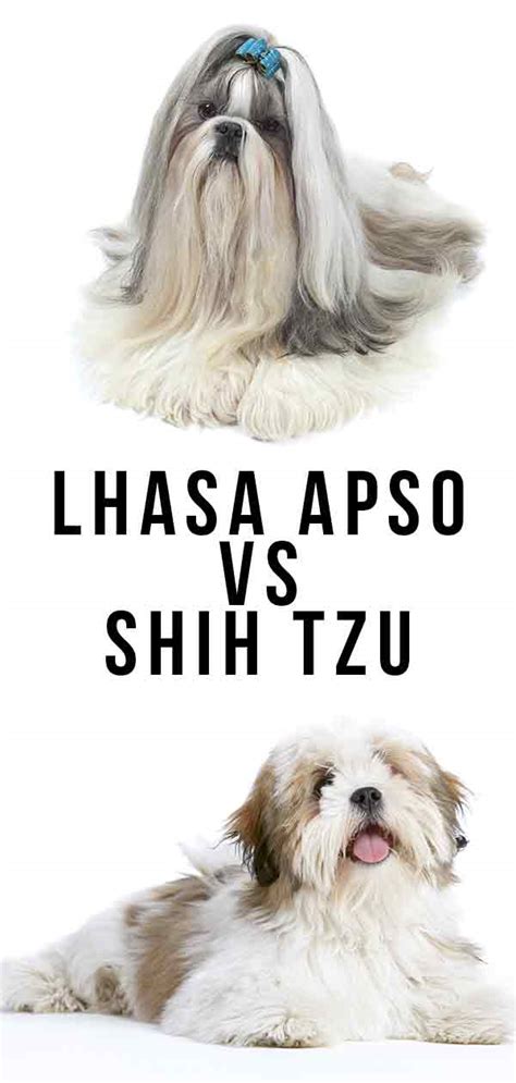 Lhasa Apso Vs Shih Tzu Do You Know How To Tell Which Is Which